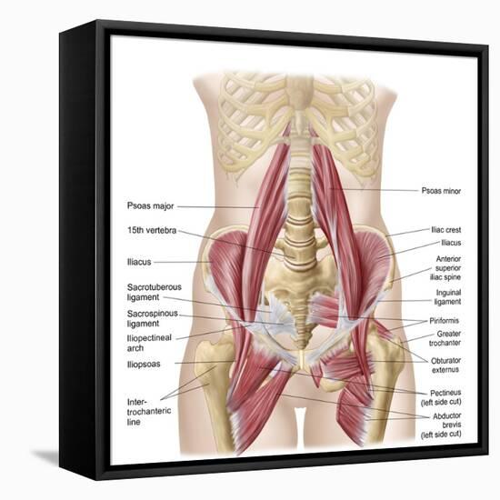 Anatomy of Iliopsoa, also known as the Dorsal Hip Muscles-null-Framed Stretched Canvas