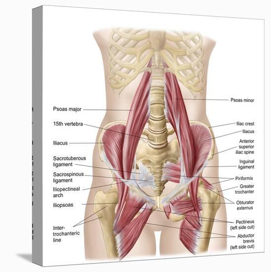 Anatomy of Iliopsoa, also known as the Dorsal Hip Muscles-null-Stretched Canvas