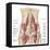 Anatomy of Iliopsoa, also known as the Dorsal Hip Muscles-null-Framed Stretched Canvas