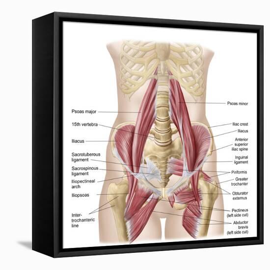 Anatomy of Iliopsoa, also known as the Dorsal Hip Muscles-null-Framed Stretched Canvas