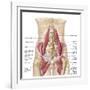 Anatomy of Iliopsoa, also known as the Dorsal Hip Muscles-null-Framed Art Print