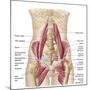 Anatomy of Iliopsoa, also known as the Dorsal Hip Muscles-null-Mounted Art Print