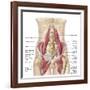 Anatomy of Iliopsoa, also known as the Dorsal Hip Muscles-null-Framed Art Print