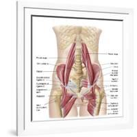 Anatomy of Iliopsoa, also known as the Dorsal Hip Muscles-null-Framed Premium Giclee Print