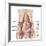 Anatomy of Iliopsoa, also known as the Dorsal Hip Muscles-null-Framed Premium Giclee Print