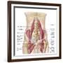 Anatomy of Iliopsoa, also known as the Dorsal Hip Muscles-null-Framed Premium Giclee Print