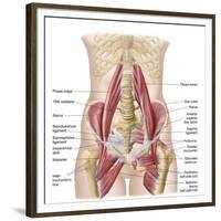 Anatomy of Iliopsoa, also known as the Dorsal Hip Muscles-null-Framed Premium Giclee Print