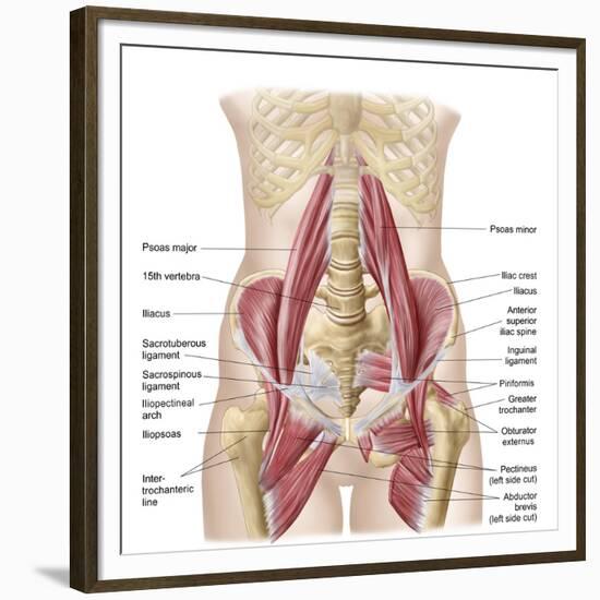 Anatomy of Iliopsoa, also known as the Dorsal Hip Muscles-null-Framed Premium Giclee Print