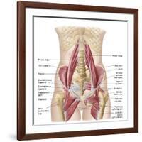 Anatomy of Iliopsoa, also known as the Dorsal Hip Muscles-null-Framed Premium Giclee Print