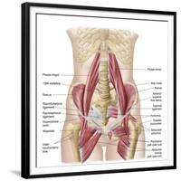 Anatomy of Iliopsoa, also known as the Dorsal Hip Muscles-null-Framed Premium Giclee Print