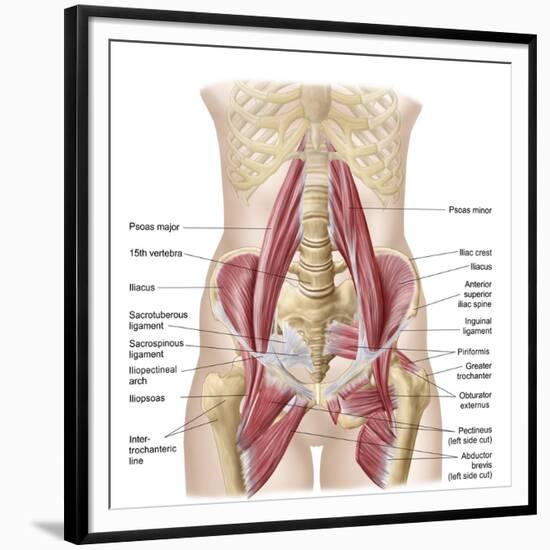 Anatomy of Iliopsoa, also known as the Dorsal Hip Muscles-null-Framed Premium Giclee Print