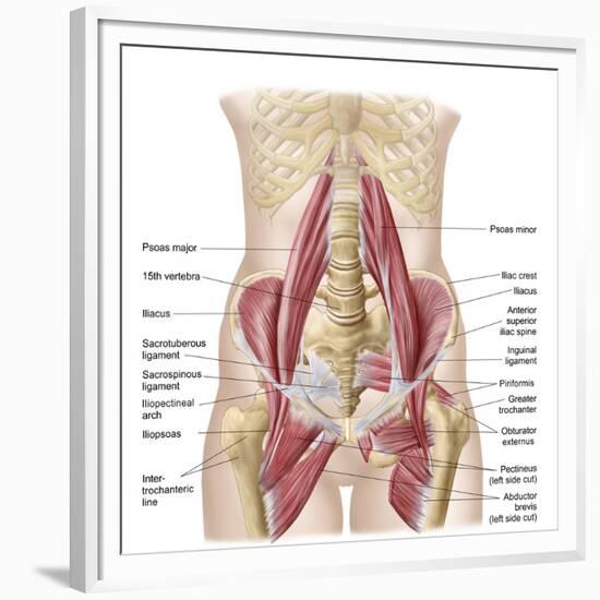 Anatomy of Iliopsoa, also known as the Dorsal Hip Muscles-null-Framed Premium Giclee Print