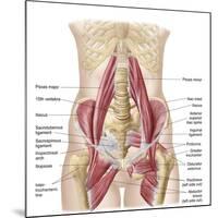 Anatomy of Iliopsoa, also known as the Dorsal Hip Muscles-null-Mounted Premium Giclee Print