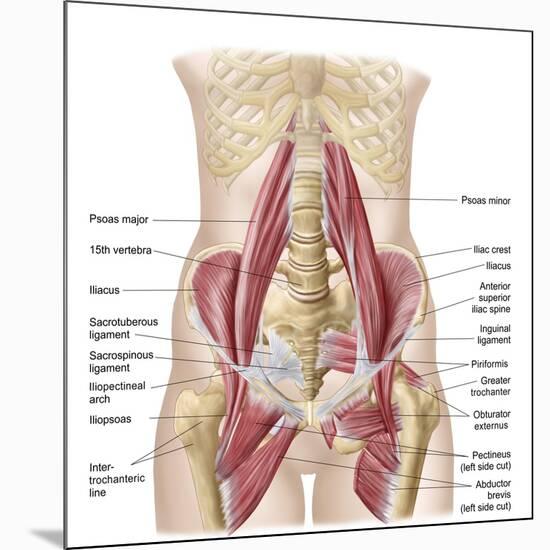Anatomy of Iliopsoa, also known as the Dorsal Hip Muscles-null-Mounted Premium Giclee Print