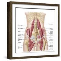 Anatomy of Iliopsoa, also known as the Dorsal Hip Muscles-null-Framed Art Print