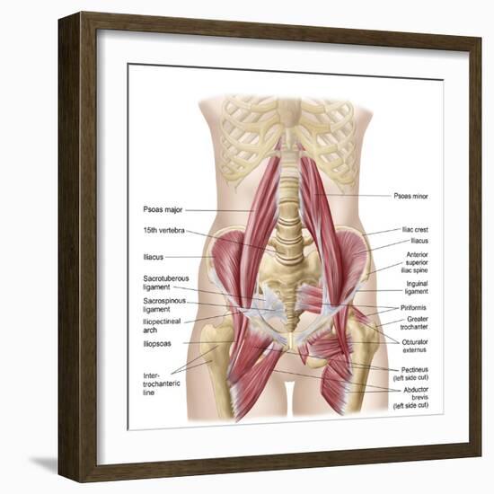 Anatomy of Iliopsoa, also known as the Dorsal Hip Muscles-null-Framed Art Print