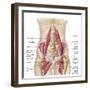 Anatomy of Iliopsoa, also known as the Dorsal Hip Muscles-null-Framed Art Print