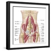 Anatomy of Iliopsoa, also known as the Dorsal Hip Muscles-null-Framed Art Print