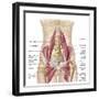 Anatomy of Iliopsoa, also known as the Dorsal Hip Muscles-null-Framed Art Print