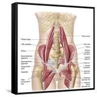 Anatomy of Iliopsoa, also known as the Dorsal Hip Muscles-null-Framed Stretched Canvas