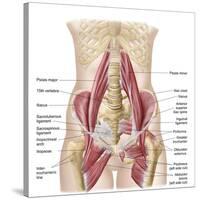 Anatomy of Iliopsoa, also known as the Dorsal Hip Muscles-null-Stretched Canvas