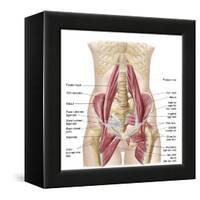 Anatomy of Iliopsoa, also known as the Dorsal Hip Muscles-null-Framed Stretched Canvas