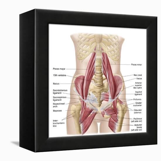 Anatomy of Iliopsoa, also known as the Dorsal Hip Muscles-null-Framed Stretched Canvas