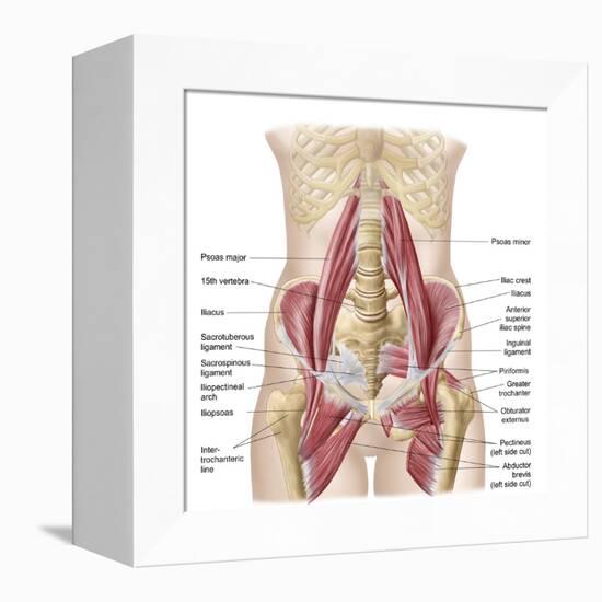 Anatomy of Iliopsoa, also known as the Dorsal Hip Muscles-null-Framed Stretched Canvas