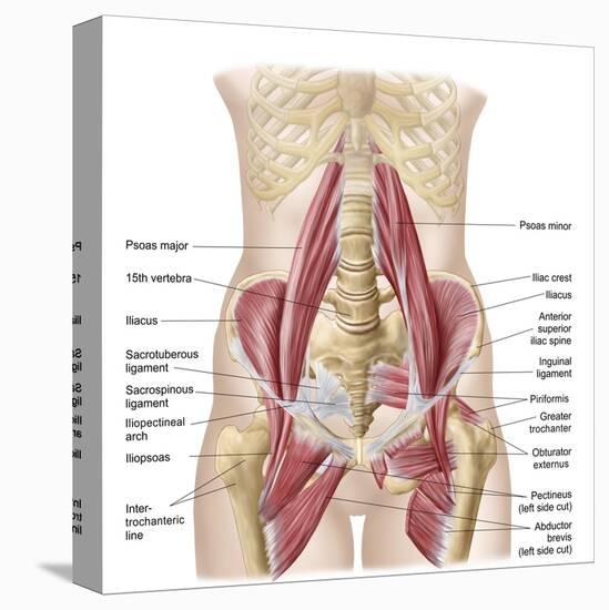 Anatomy of Iliopsoa, also known as the Dorsal Hip Muscles-null-Stretched Canvas