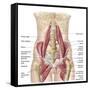 Anatomy of Iliopsoa, also known as the Dorsal Hip Muscles-null-Framed Stretched Canvas