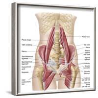 Anatomy of Iliopsoa, also known as the Dorsal Hip Muscles-null-Framed Art Print