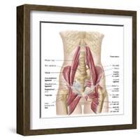 Anatomy of Iliopsoa, also known as the Dorsal Hip Muscles-null-Framed Art Print