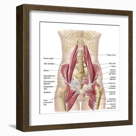 Anatomy of Iliopsoa, also known as the Dorsal Hip Muscles-null-Framed Art Print