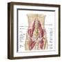 Anatomy of Iliopsoa, also known as the Dorsal Hip Muscles-null-Framed Art Print