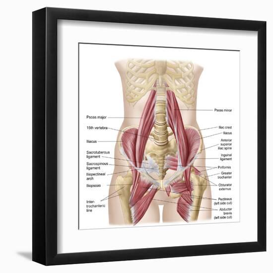 Anatomy of Iliopsoa, also known as the Dorsal Hip Muscles-null-Framed Art Print