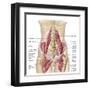 Anatomy of Iliopsoa, also known as the Dorsal Hip Muscles-null-Framed Art Print