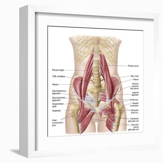 Anatomy of Iliopsoa, also known as the Dorsal Hip Muscles-null-Framed Art Print