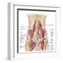 Anatomy of Iliopsoa, also known as the Dorsal Hip Muscles-null-Framed Art Print