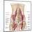 Anatomy of Iliopsoa, also known as the Dorsal Hip Muscles-null-Mounted Art Print