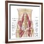 Anatomy of Iliopsoa, also known as the Dorsal Hip Muscles-null-Framed Art Print