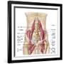 Anatomy of Iliopsoa, also known as the Dorsal Hip Muscles-null-Framed Art Print