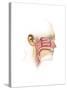Anatomy of Inner Ear and Sinuses-null-Stretched Canvas