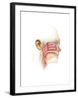 Anatomy of Inner Ear and Sinuses-null-Framed Art Print