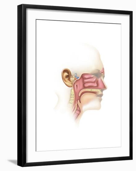 Anatomy of Inner Ear and Sinuses-null-Framed Art Print