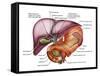 Anatomy of Liver, Antero-visceral View-Stocktrek Images-Framed Stretched Canvas