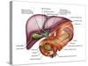 Anatomy of Liver, Antero-visceral View-Stocktrek Images-Stretched Canvas