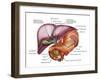 Anatomy of Liver, Antero-visceral View-Stocktrek Images-Framed Photographic Print