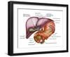 Anatomy of Liver, Antero-visceral View-Stocktrek Images-Framed Photographic Print