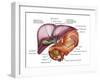 Anatomy of Liver, Antero-visceral View-Stocktrek Images-Framed Photographic Print