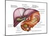 Anatomy of Liver, Antero-visceral View-Stocktrek Images-Mounted Photographic Print